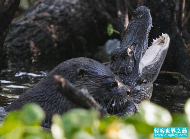 在广州出现的水狗，居然能够残忍击杀鳄鱼（水下捕猎）