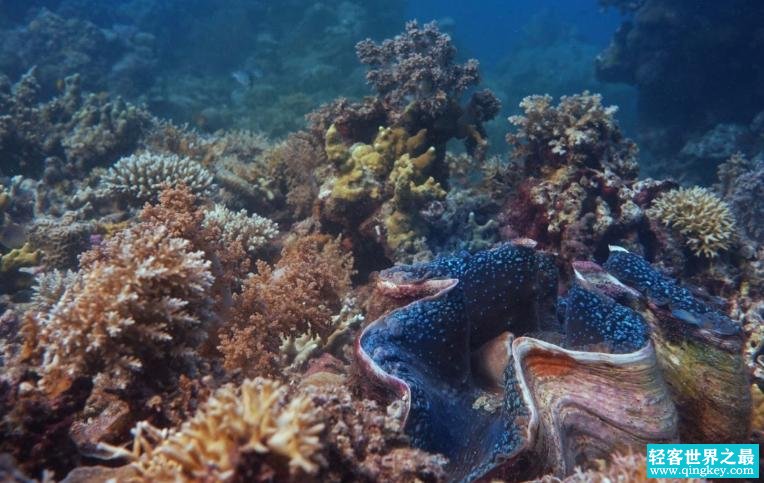 让人们一看就感觉到害怕的生物，可能从来都没见过（海洋生物）