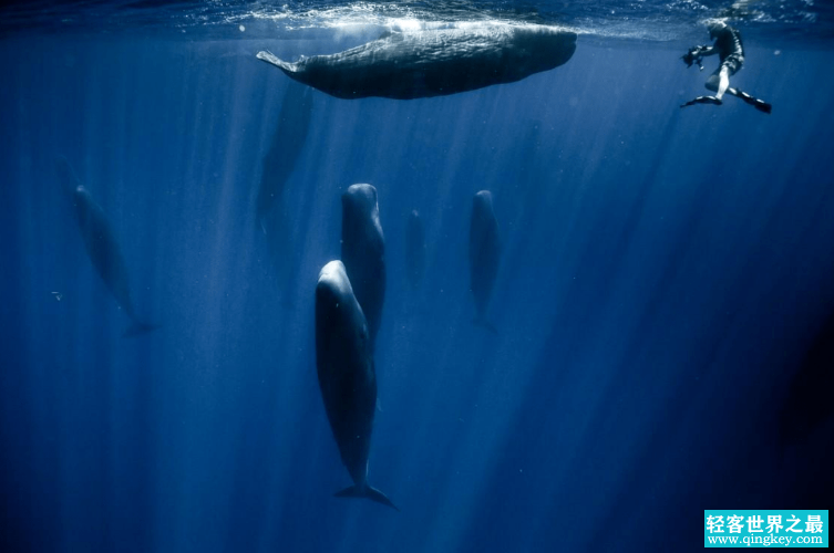 英国海岸发现的巨大生物，会不会给人类造成威胁？（海洋生物）