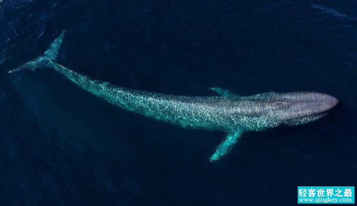 出现在神话故事当中的神奇生物，可以有100多米长（海洋巨怪）