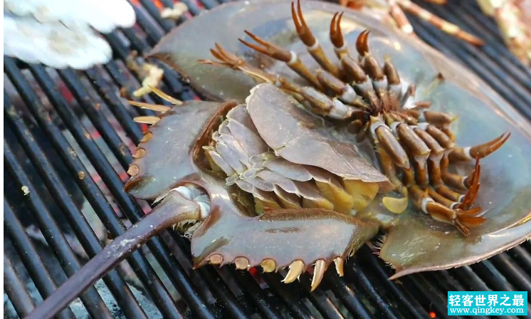 熬过生物大灭绝的鲎，却倒在了这里（远古水怪）