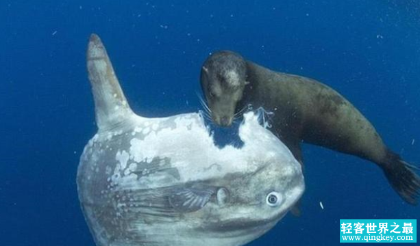 生活在海洋中的奇怪生物，不知道你认识几个？（海洋怪生物）