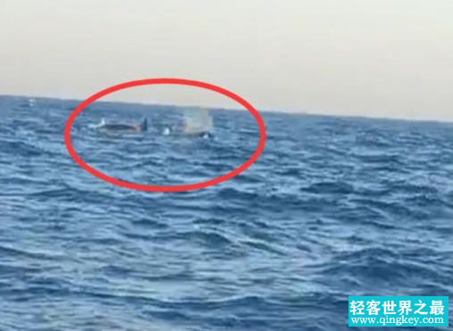  獐子岛附近海域出现3只海兽，这个场面实在太壮观（海洋猛兽）