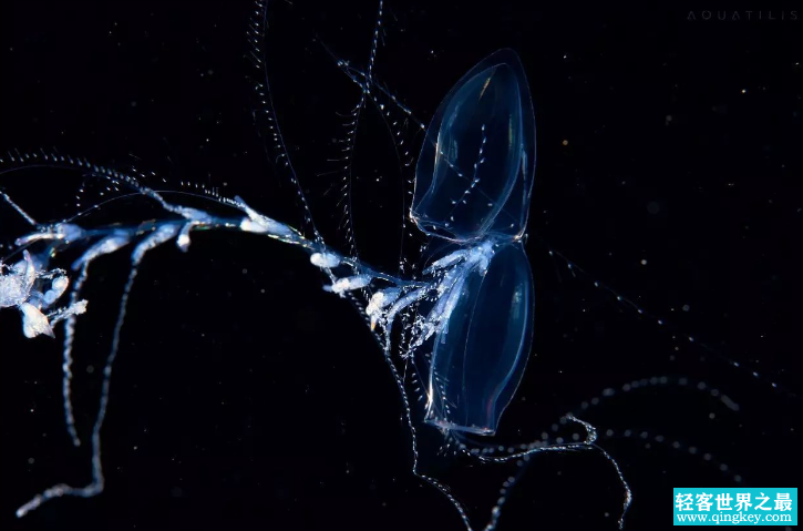 世界上最长的一个海洋生物，说不定已经实现了永生（永生生物）