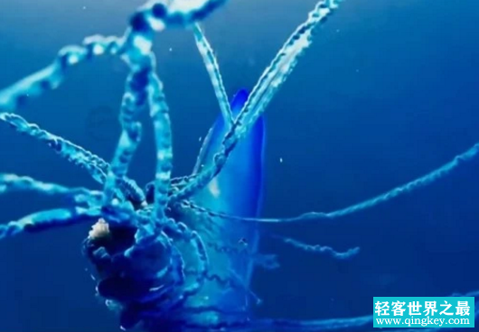 海洋当中的几种神奇生物，看看你都知道哪几种？（海洋生物）