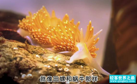 拥有超强再生能力的神秘生物，甚至可以长出头部（神奇生物）