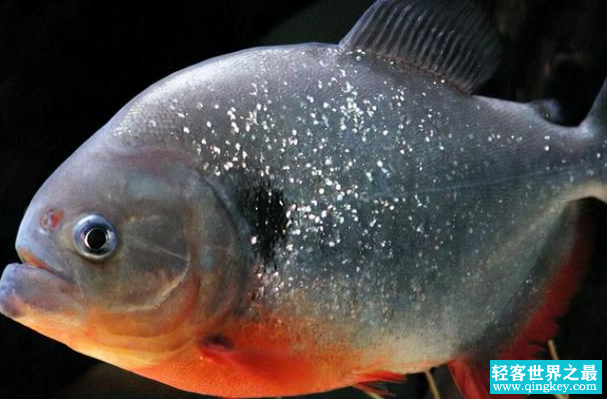 亚马逊河中的恐怖生物 居然只是一个小老弟（食人鱼）