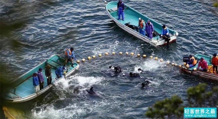 日本为何年年要捕猎海豚？研究员给出答案（环境保护）