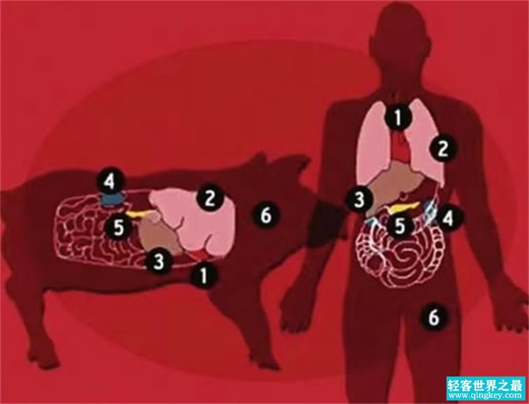 猪作为现阶段人类器官移植的主要供体，看看大家能接受吗？