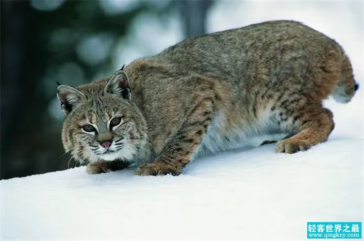 被称为“屠狼机器”的猞猁，真的是狼的天敌吗？看看它名副其实吗