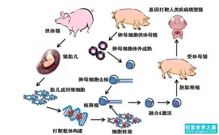 克隆技术已经成熟了，克隆北极狼是否会像克隆羊多莉一样早衰