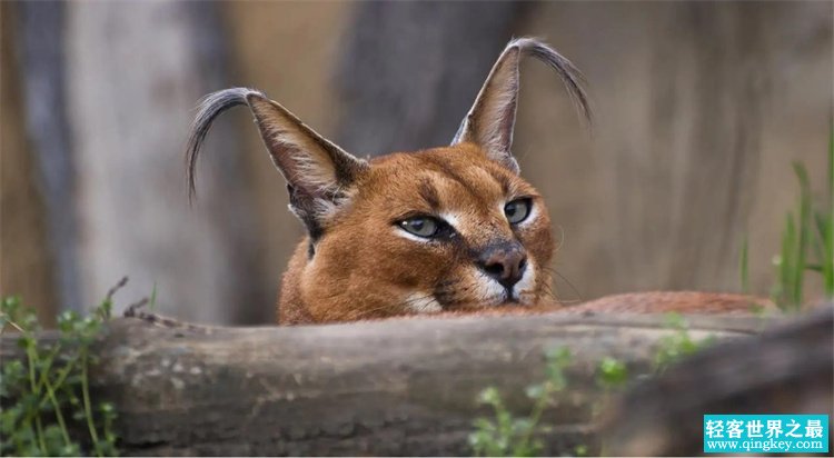 实力不容小觑的猫，竟然能够独自单挑三头野狼（狞猫）