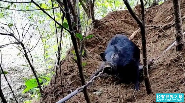 猛虎误入了捕捉野猪的陷阱后，不幸身亡，野猪套有什么可怕的地方