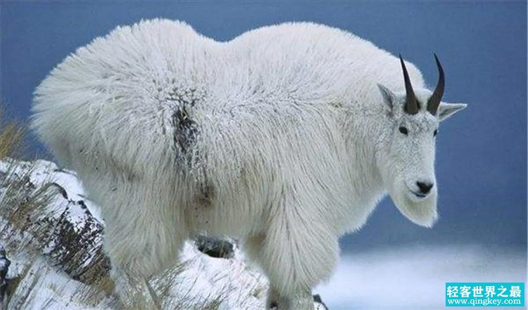 可以飞檐走壁的山羊，实力十分强悍（落基山雪羊）