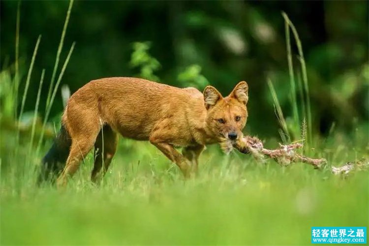 犬科动物中当之无愧的迅猛龙，现身于我国云南，性情异常凶猛