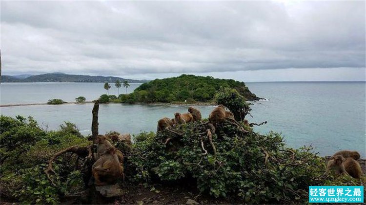 猴岛 人类把409只猴子困在这里 研究了80多年（吃穿不愁）