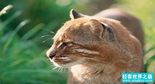 地球上的一种神秘猫科动物 它或许就是传闻中的彪（金猫）