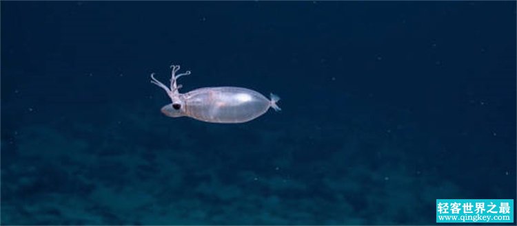 能够看到人类无法看到的东西 它们其实是四维生物 （乌贼）