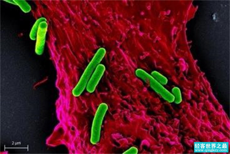 地球突然失去了氧气 生物该如何生存呢 会发生怎样的改变