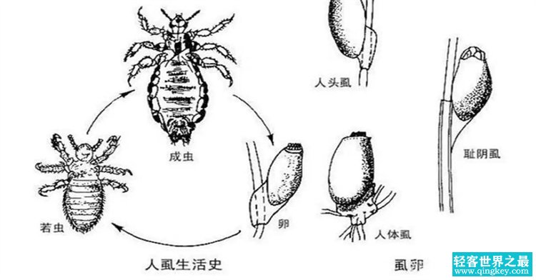 二十多年前频繁地出现在人类身上 如今几乎很难找到（虱子）