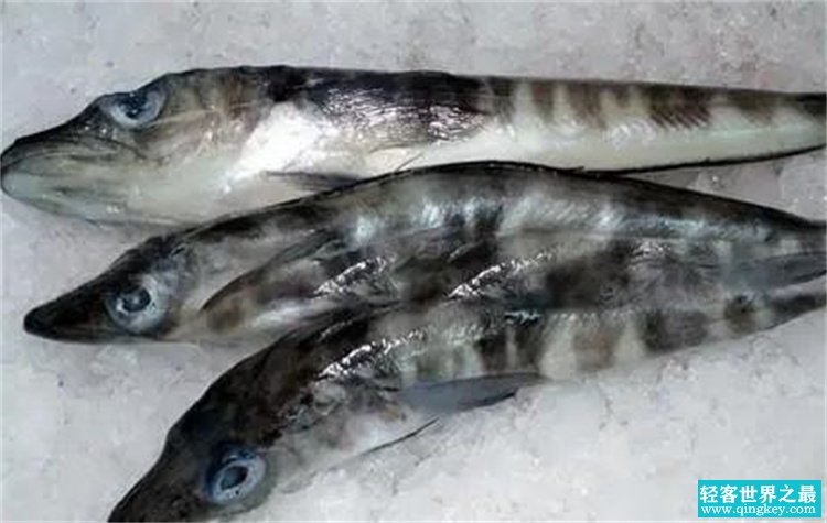 南极出现了一种新型鱼类 极其的罕见 喜欢在低温下生活（冰鱼）