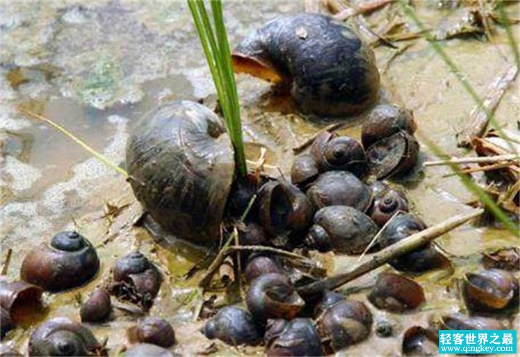 吃货拿它们也没办法，危害巨大的入侵生物（来势凶猛）