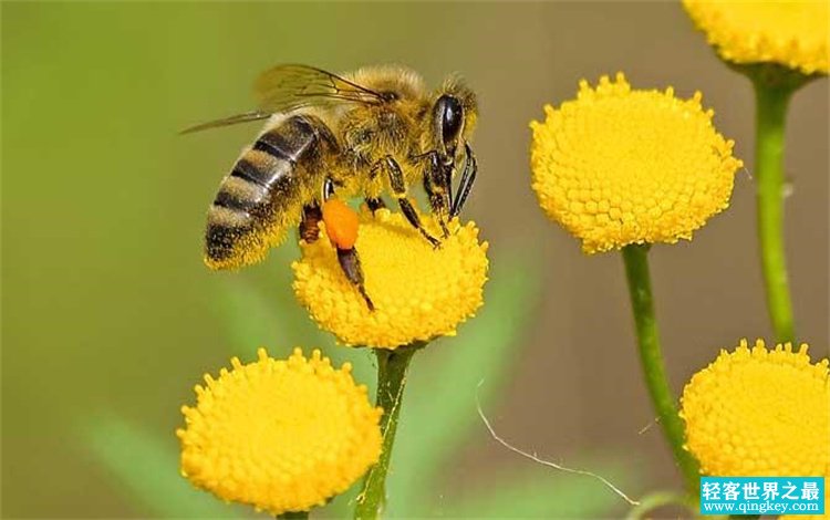 爱因斯坦的预言 这种生物灭绝将会影响到人类的生存（蜜蜂）