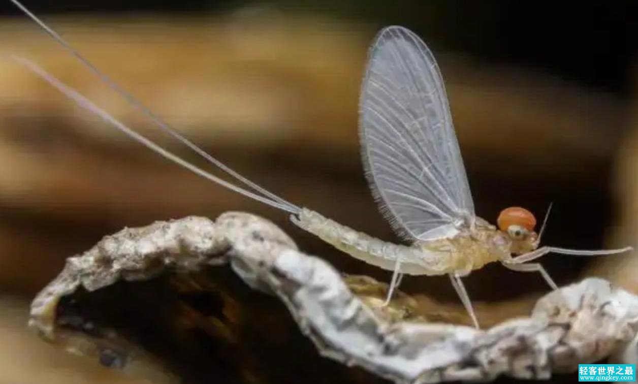 生物程序性死亡可逆转的进化机制理解蜉蝣的“渺沧海之一粟”