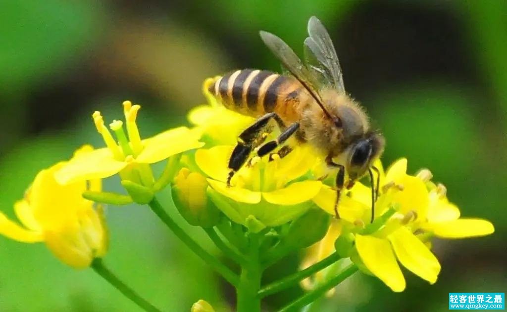 如果这种生物从地球上消失人类最多只能再生存四年